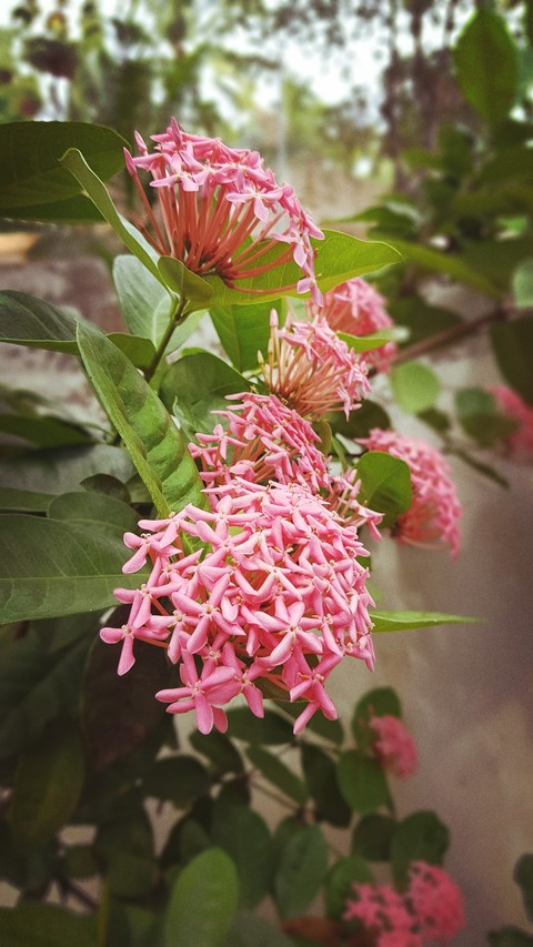 flowers