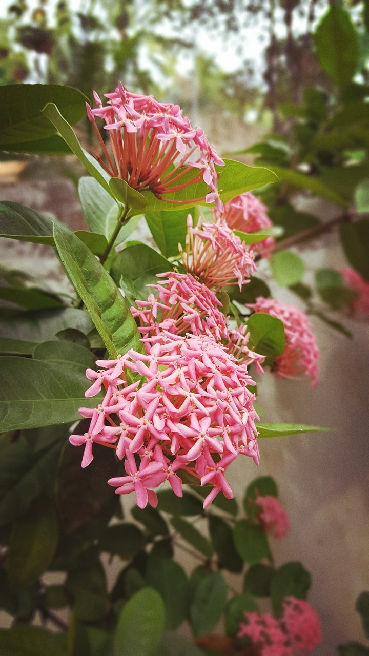 flowers