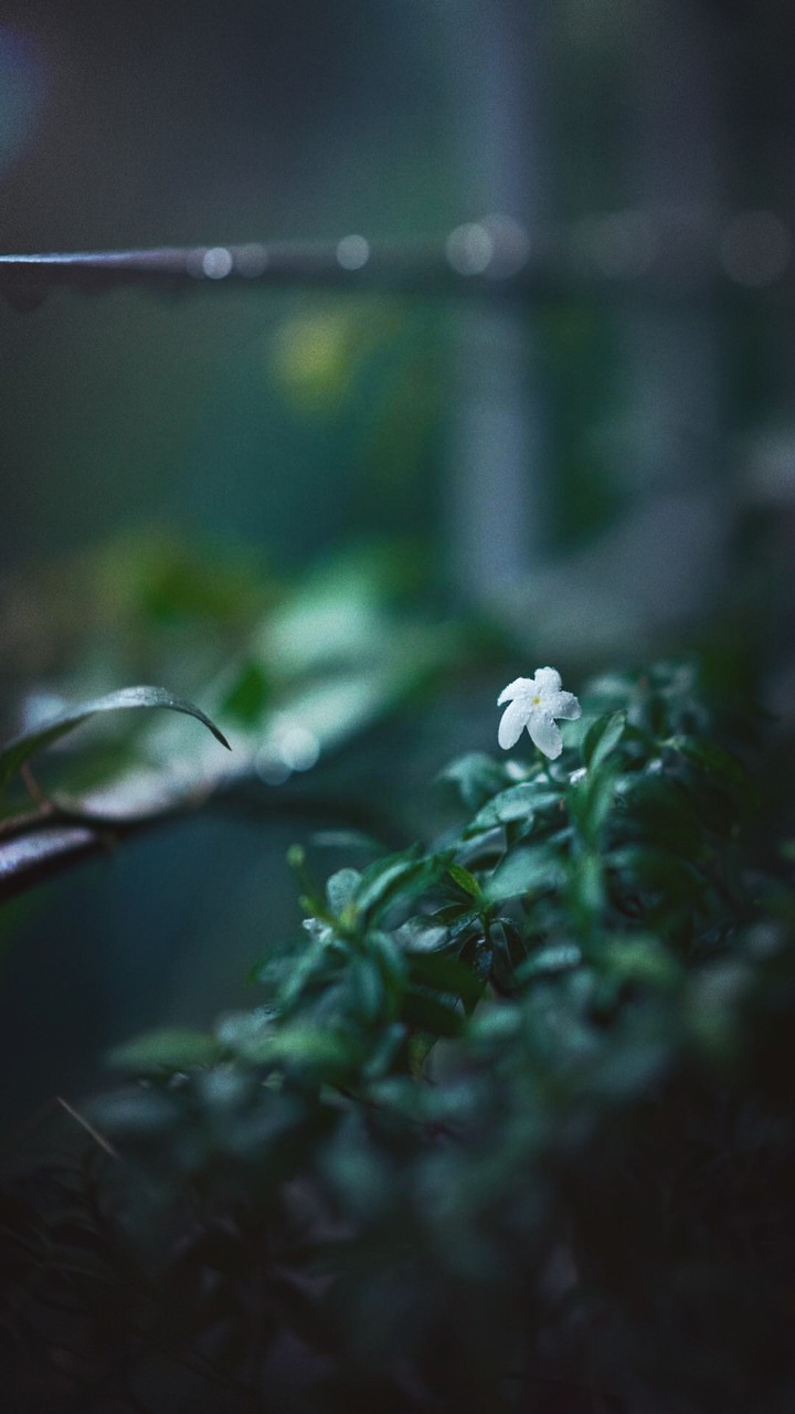 raindrops on flower