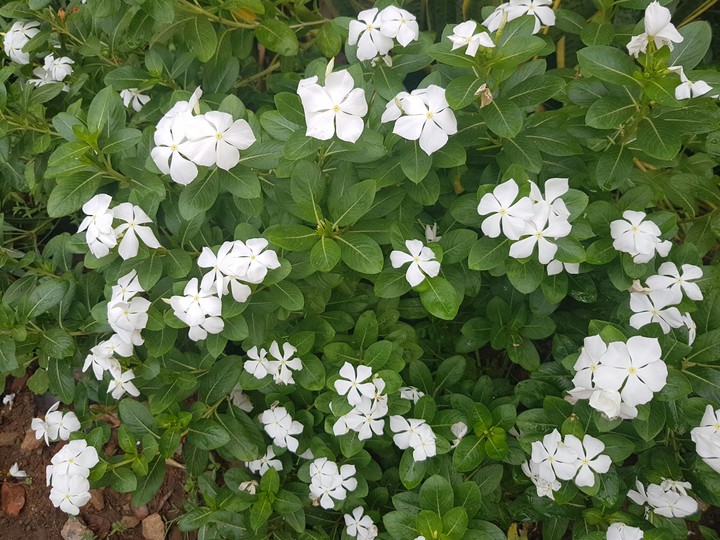 White Flowers