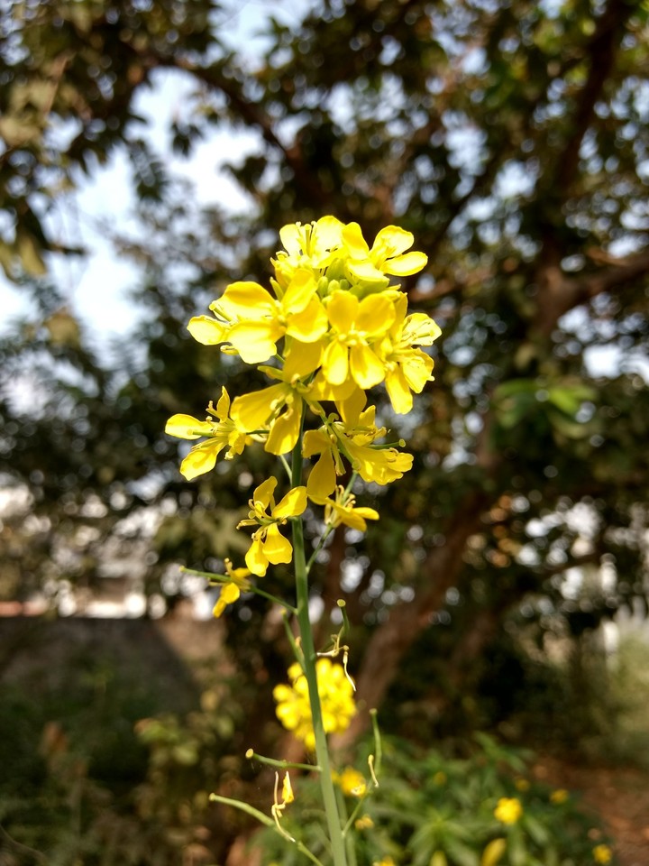 flower