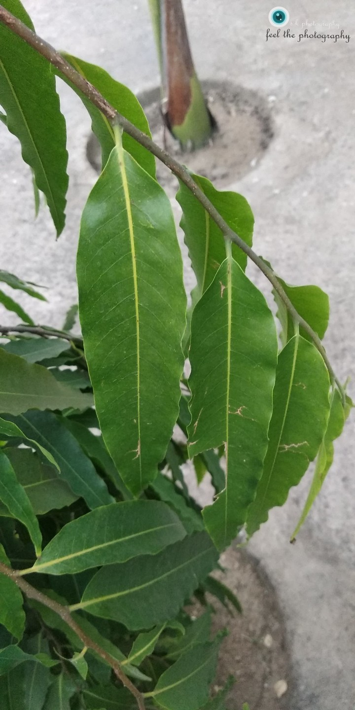 +++++++leaf+++++++