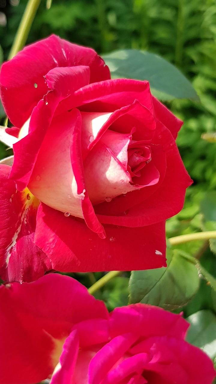 roses are red