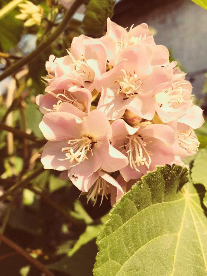 flowers