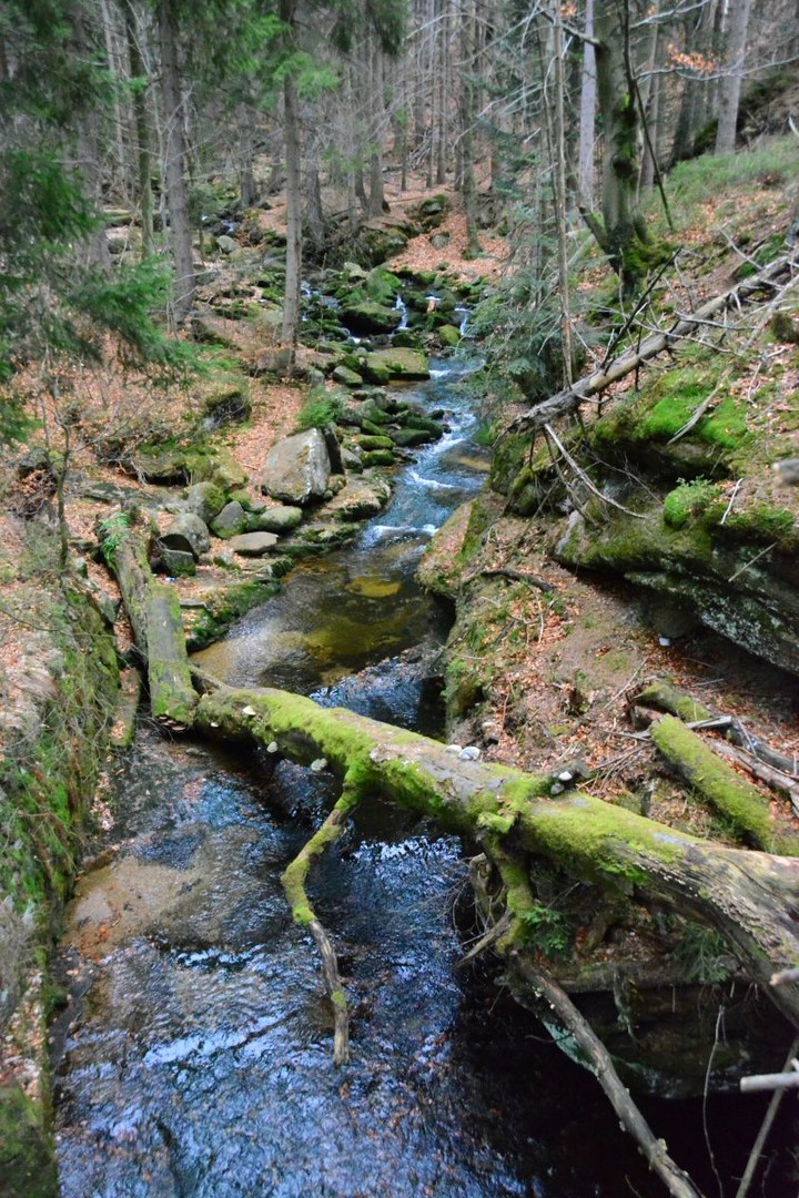 forest