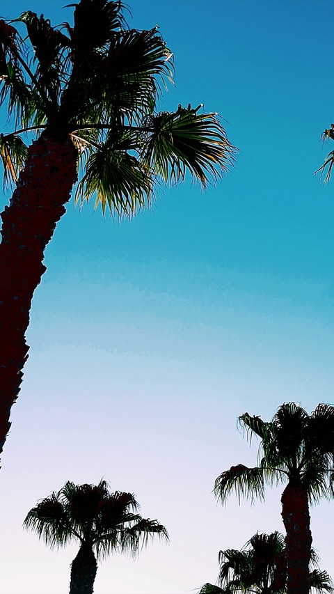 Tropical Spanish I