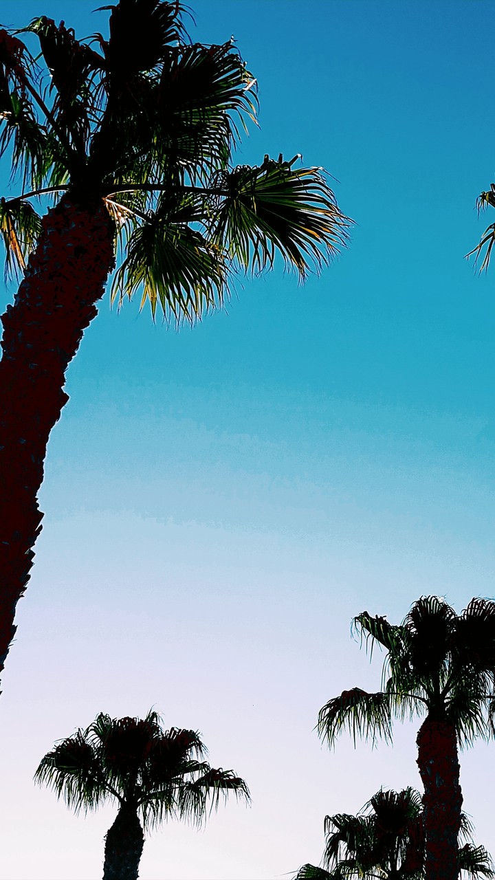 Tropical Spanish I