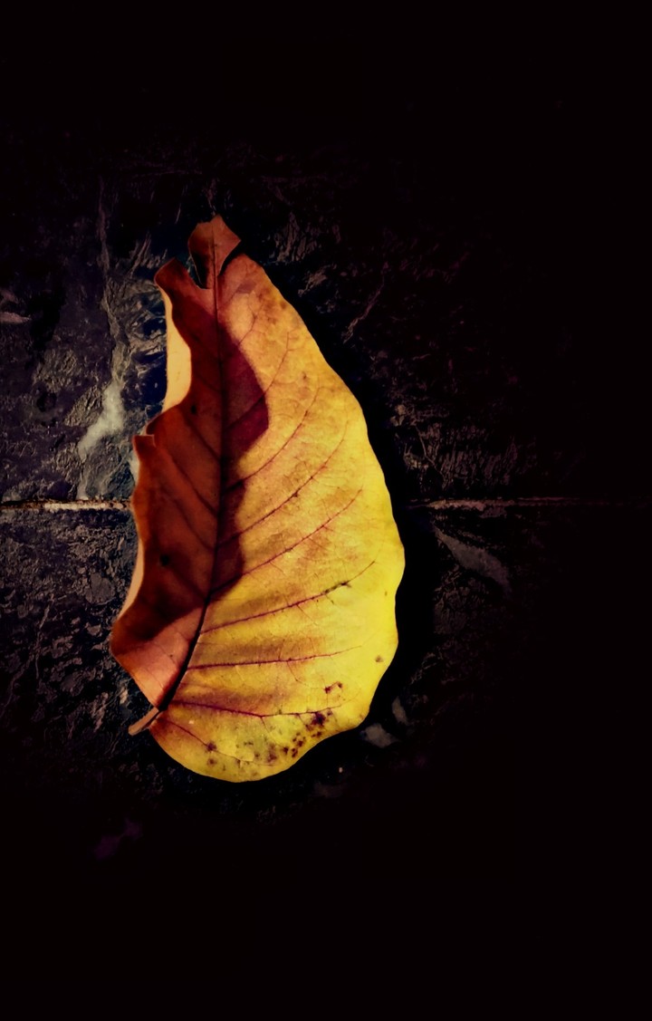 leaf