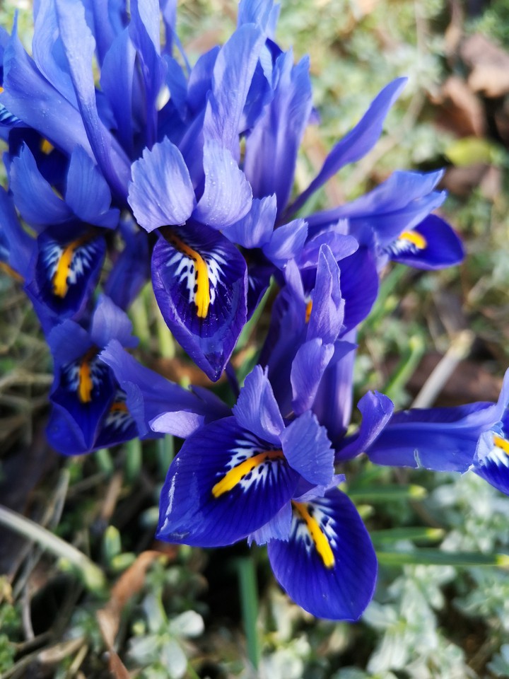 Zwerg Iris