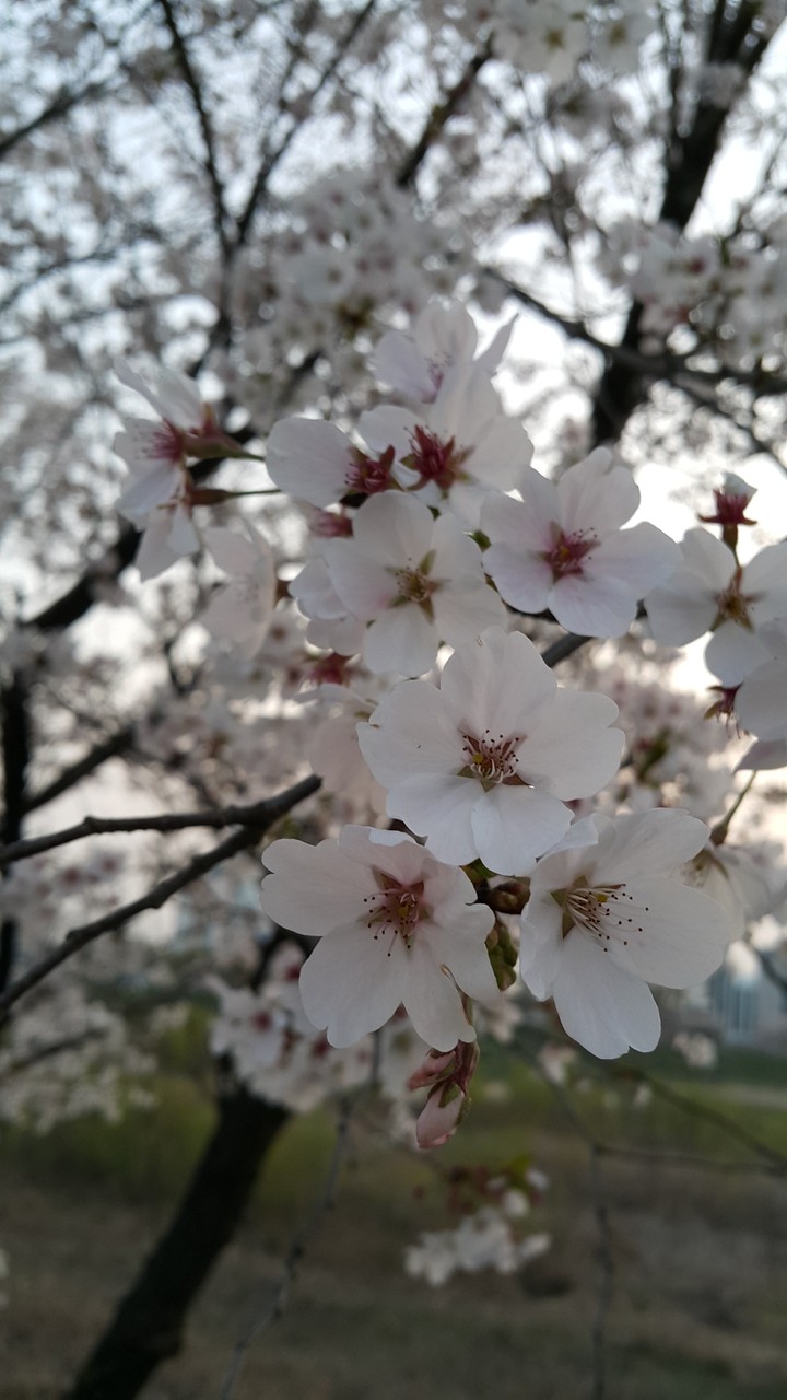 봄날