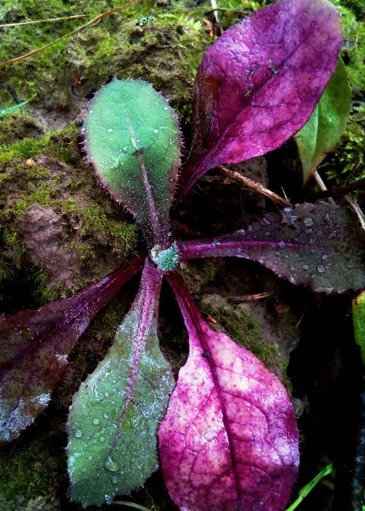 colors
