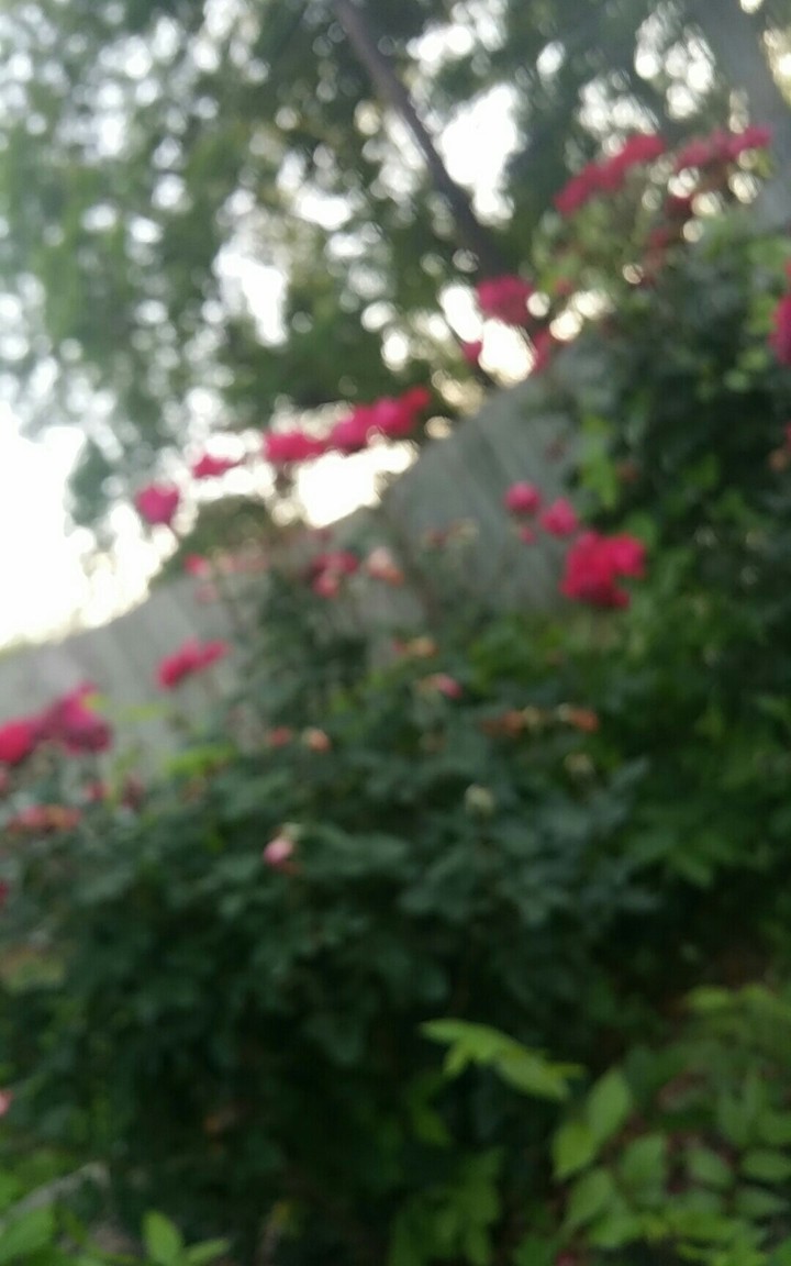 roses in a blur