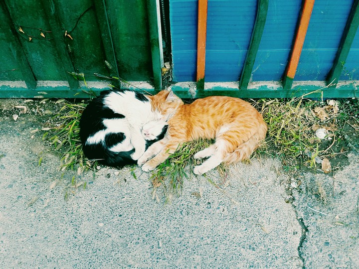 Sleeping cats