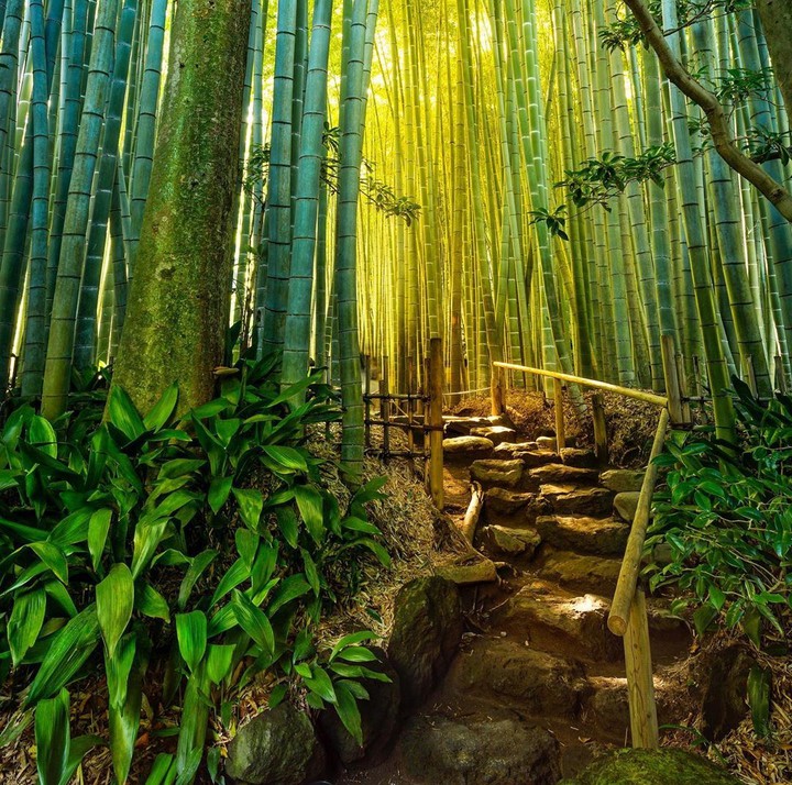 Bambu