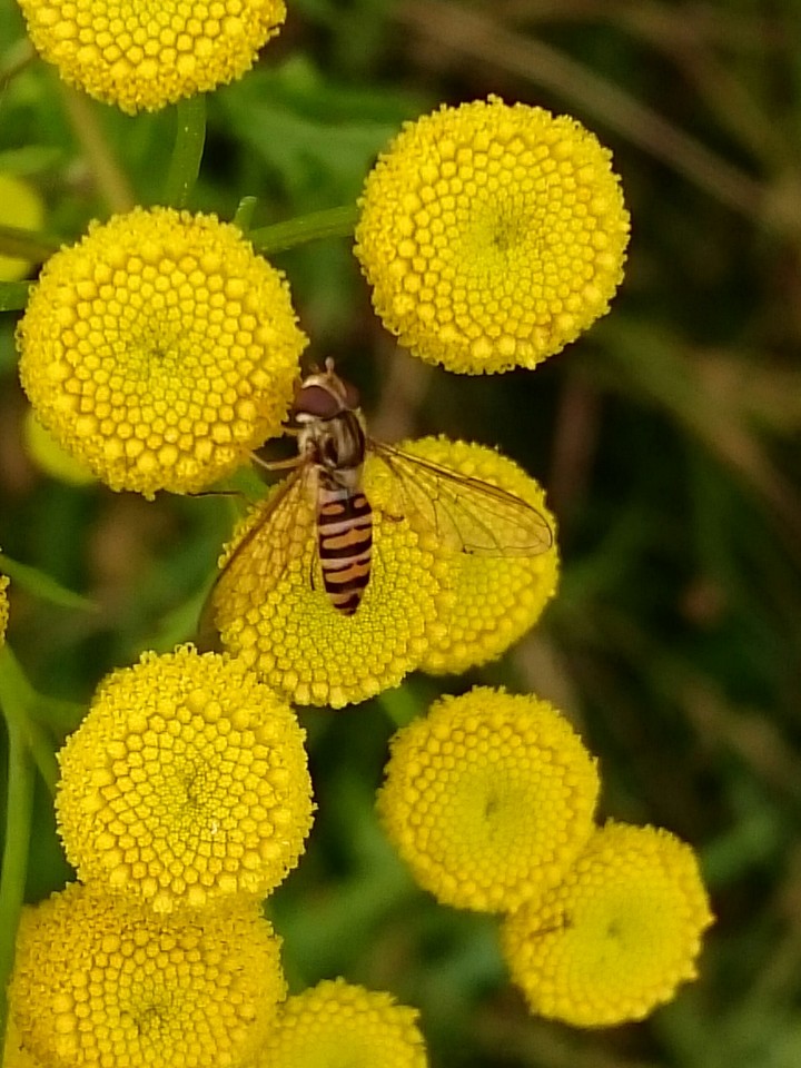 Schwebfliege auf Blüte