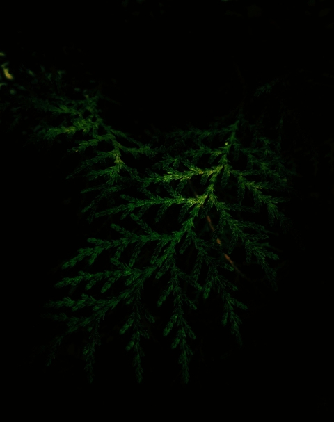 DimLightWithProfessionalMode