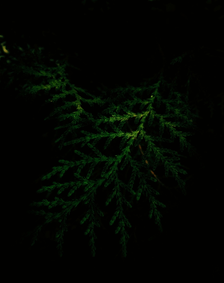 DimLightWithProfessionalMode