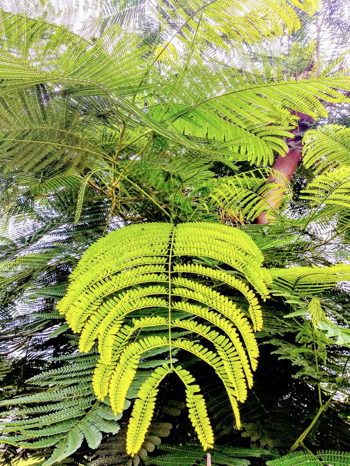 leaf