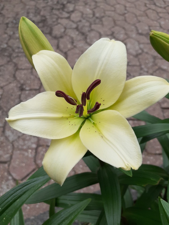 the First flower