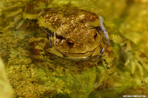 sfondi toad, Water