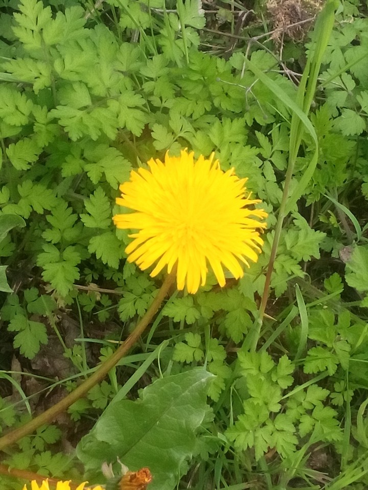 Blumen