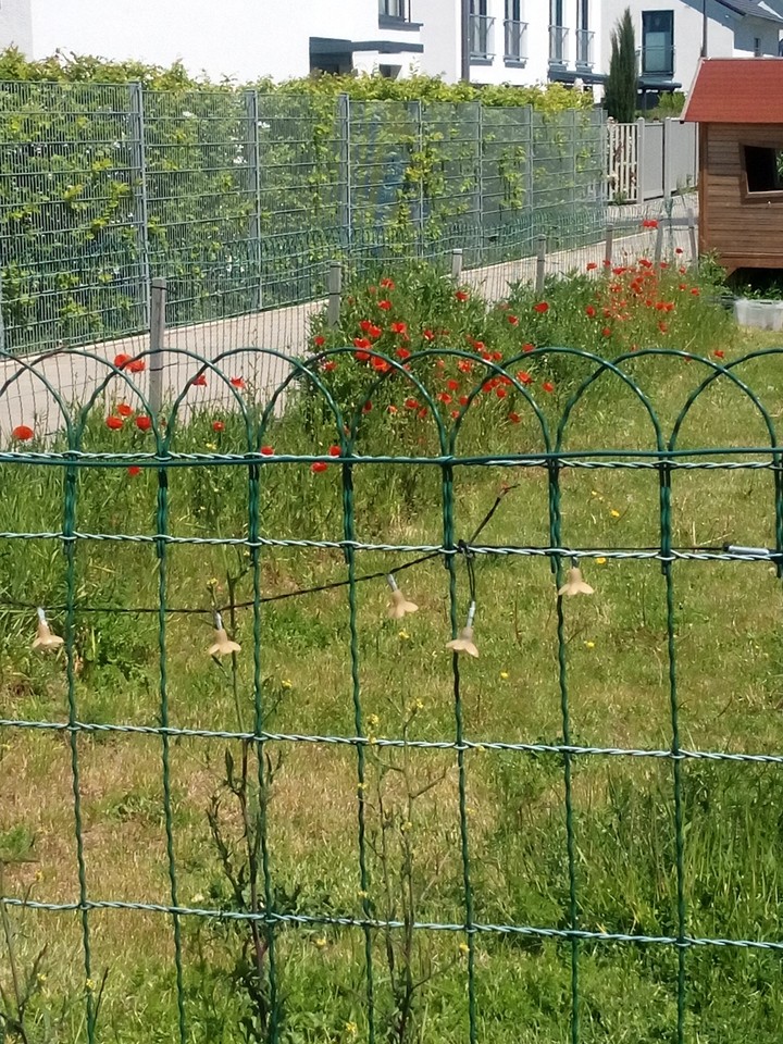 Frühling
