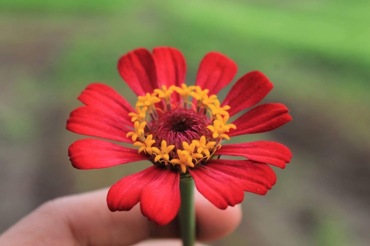 red and yellow