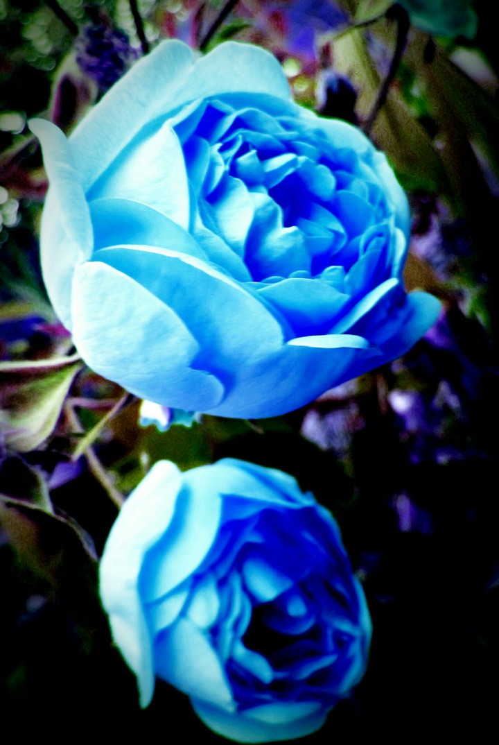 Flor232