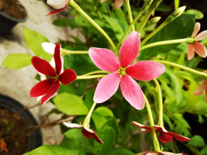 flower