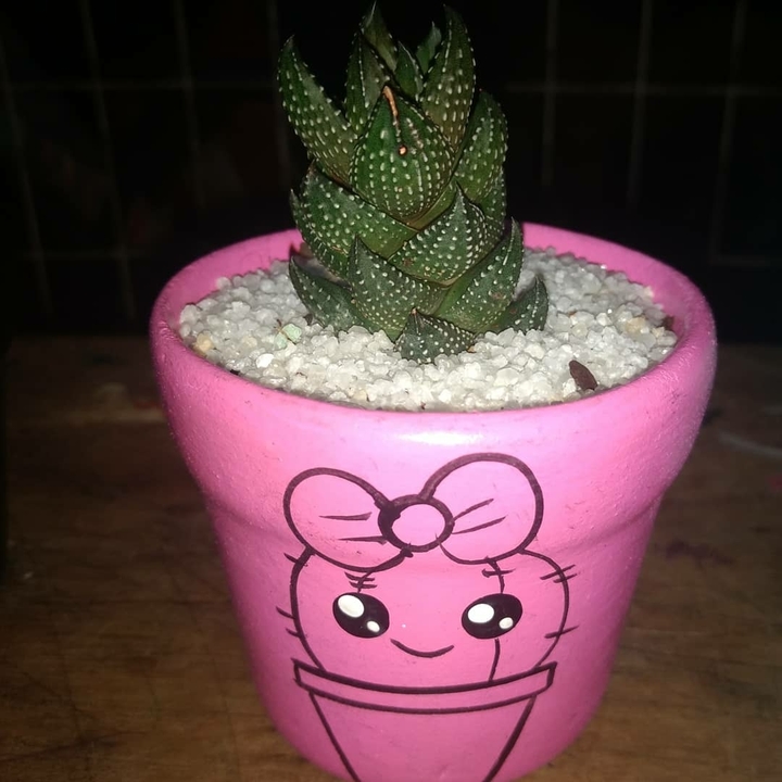 Planta-Pérola Suculenta(haworthia margaritifera)