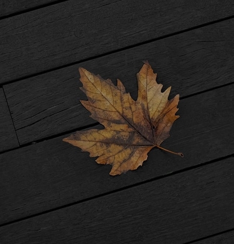 hardwood, Maple duvar kağıtları