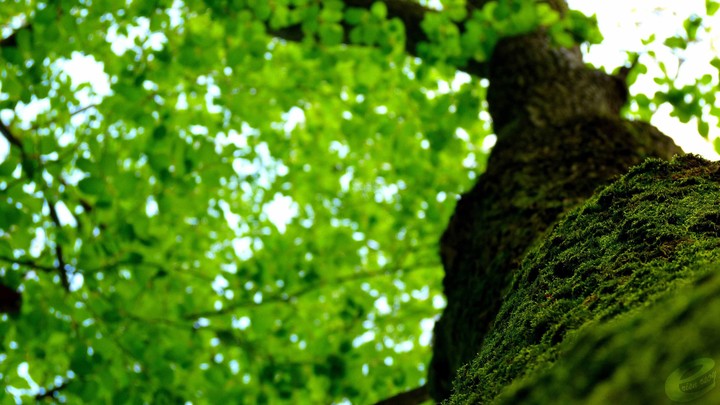 trees and leaves