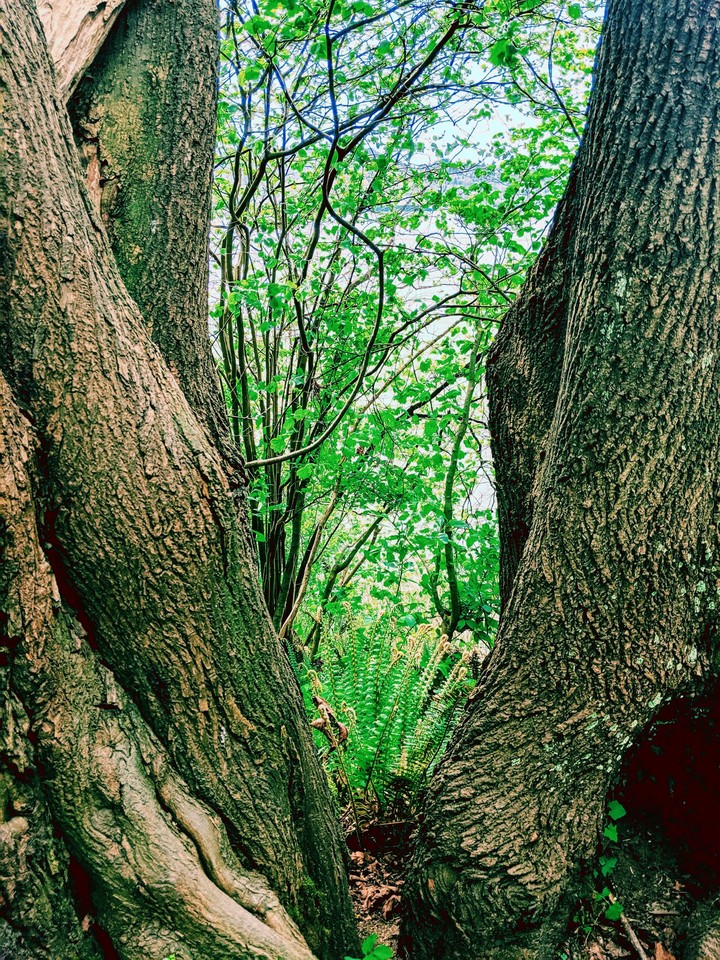 Through the trees