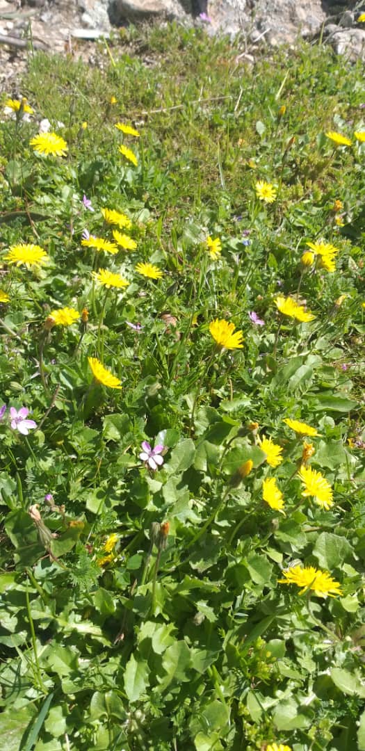 spring