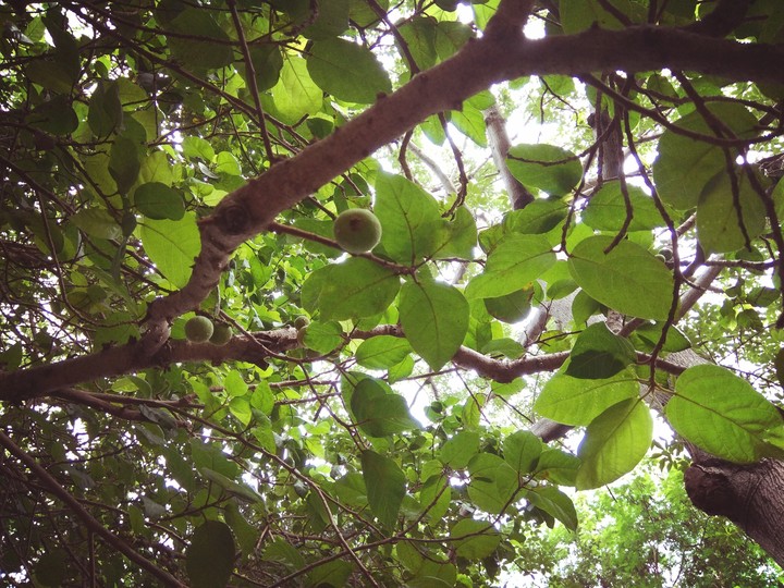 #green #fruit #love #mothernature