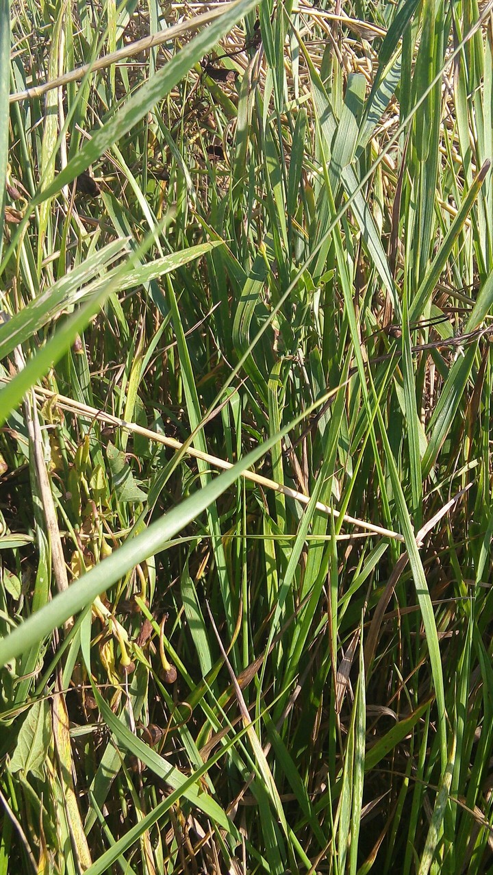 трава