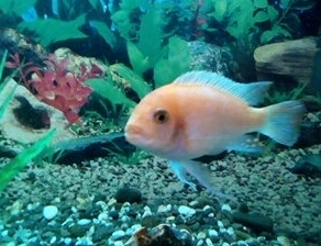 fish