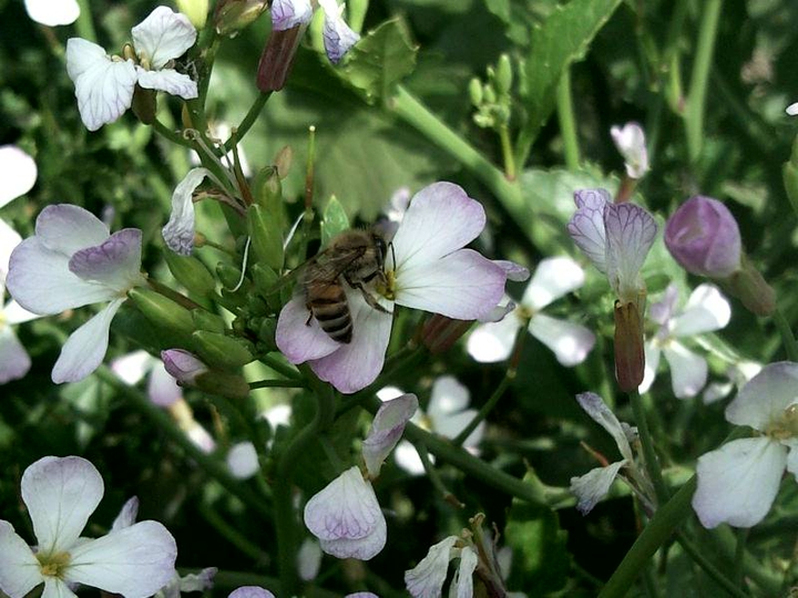 abee