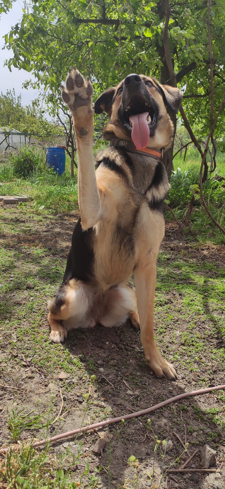 paw-dog-best friend