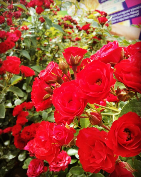 plant, red wallpapers