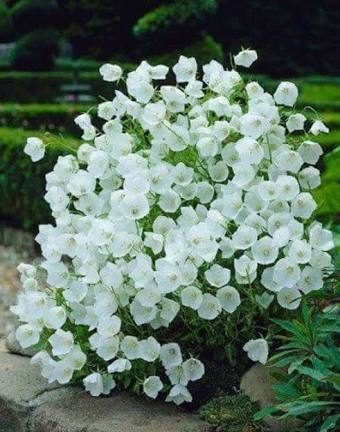 My fav white