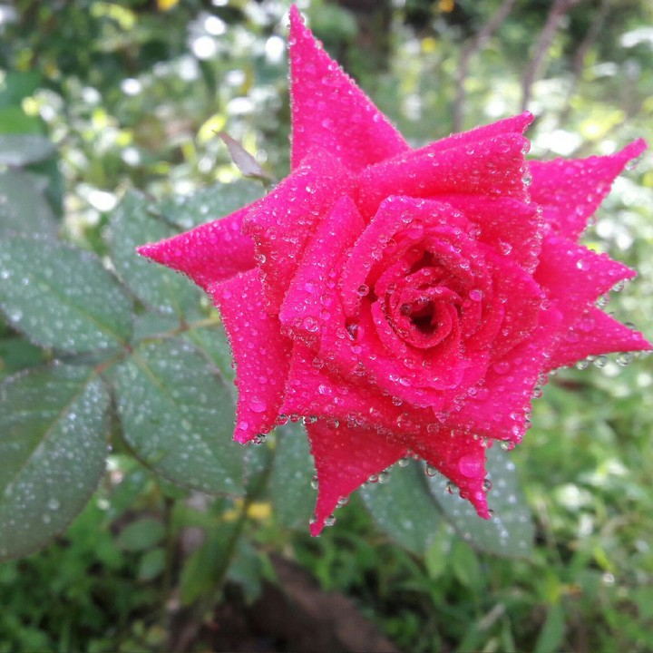 Rose