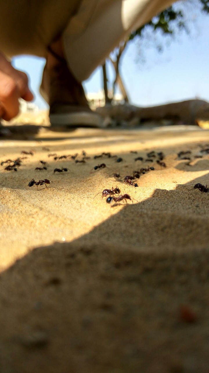 ant