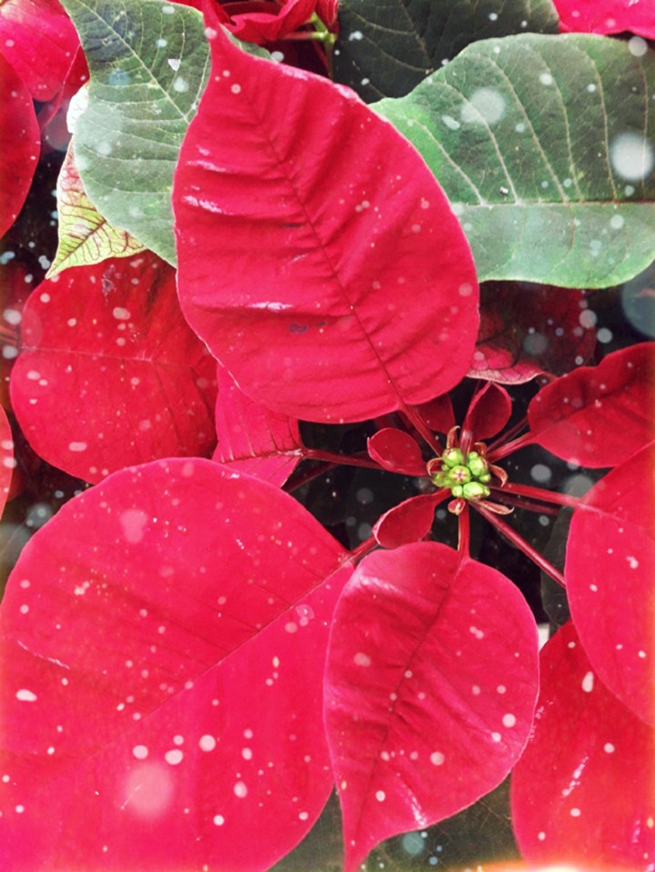 Christmas star flower