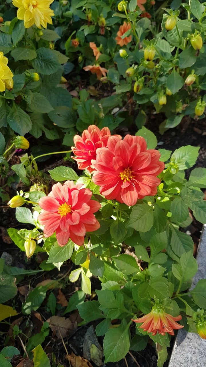 flowers