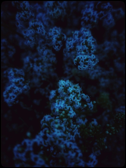 twilight
