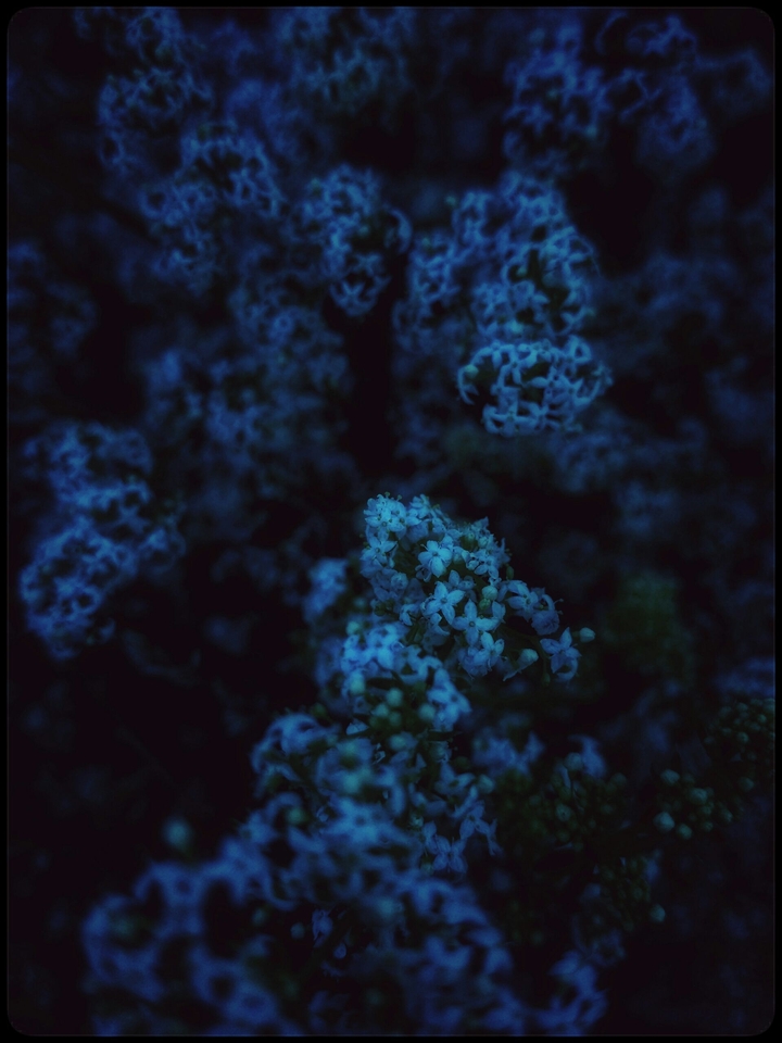 twilight