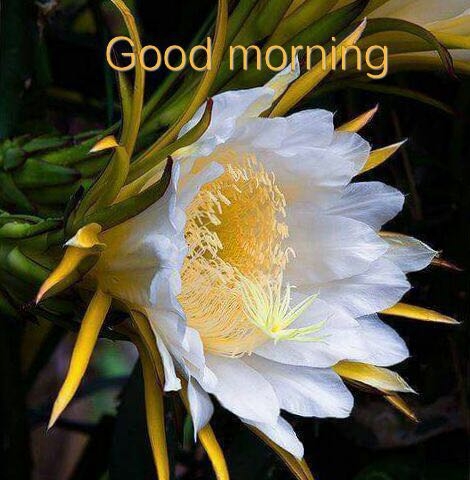 Good Morning