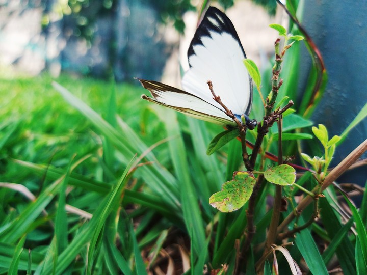 borboleta