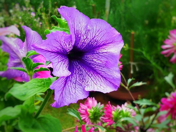 Flower